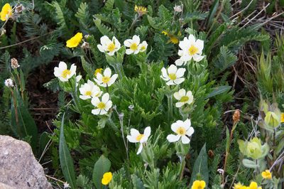 Anemonastrum zephyrum, photographed by Mike Duran