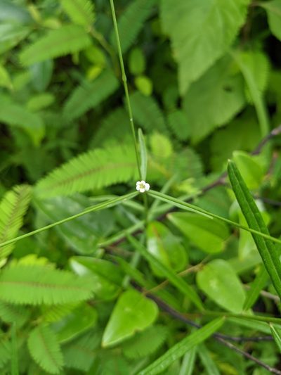 Euphorbia discoidalis, photographed by Cleveland Powell