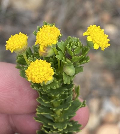 Euryops algoensis, photographed by Dave U
