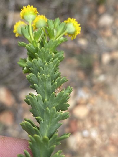 Euryops algoensis, photographed by Dave U