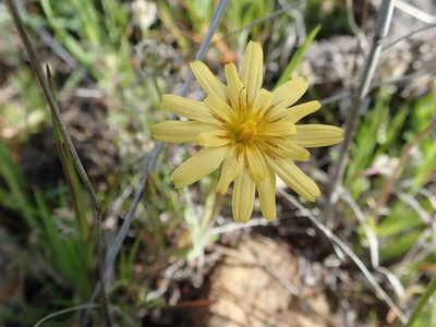 Agoseris heterophylla, photographed by joergmlpts