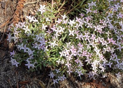 Houstonia wrightii, photographed by Andrew Tree