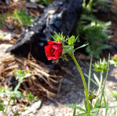Potentilla thurberi, photographed by Andrew Tree