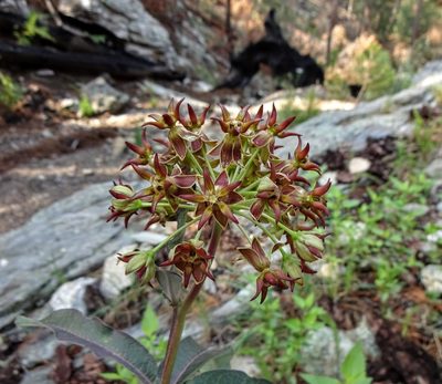 Asclepias hypoleuca, photographed by Andrew Tree