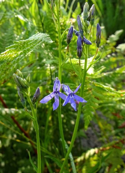 Lobelia anatina, photographed by Andrew Tree