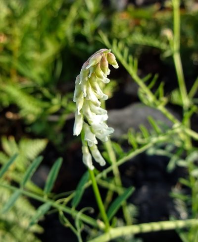 Vicia pulchella, photographed by Andrew Tree