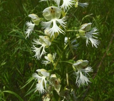 Platanthera leucophaea, photographed by Sandra Keller