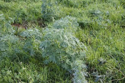 Lupinus cosentinii, photographed by Tony Rebelo