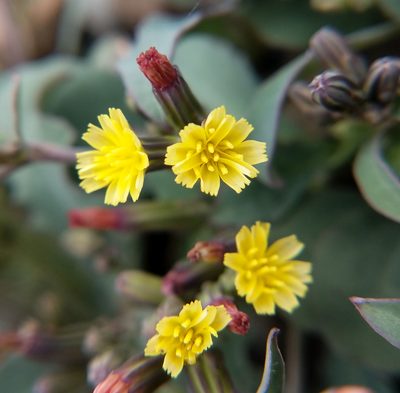 Askellia pygmaea, photographed by Trevor Van Loon