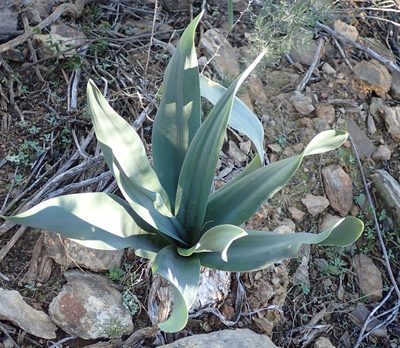 Urginavia capensis, photographed by Nicola van Berkel