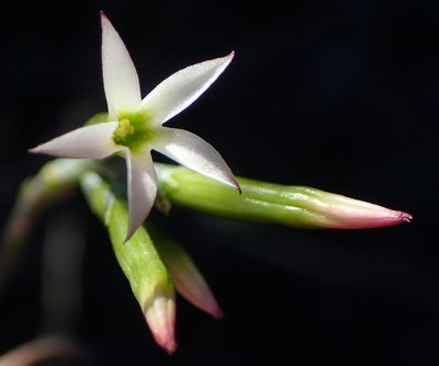 Adromischus triflorus, photographed by Nicola van Berkel