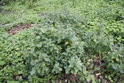 Hypoestes aristata, photographed by Tony Rebelo