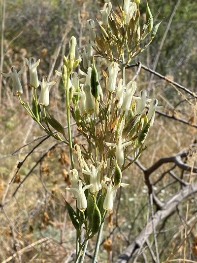 Ehrendorferia ochroleuca, photographed by Rachel Whitt