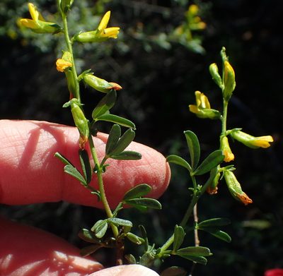 Melolobium exudans, photographed by Nicola van Berkel