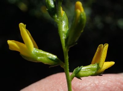 Melolobium exudans, photographed by Nicola van Berkel