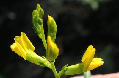 Melolobium exudans, photographed by Nicola van Berkel