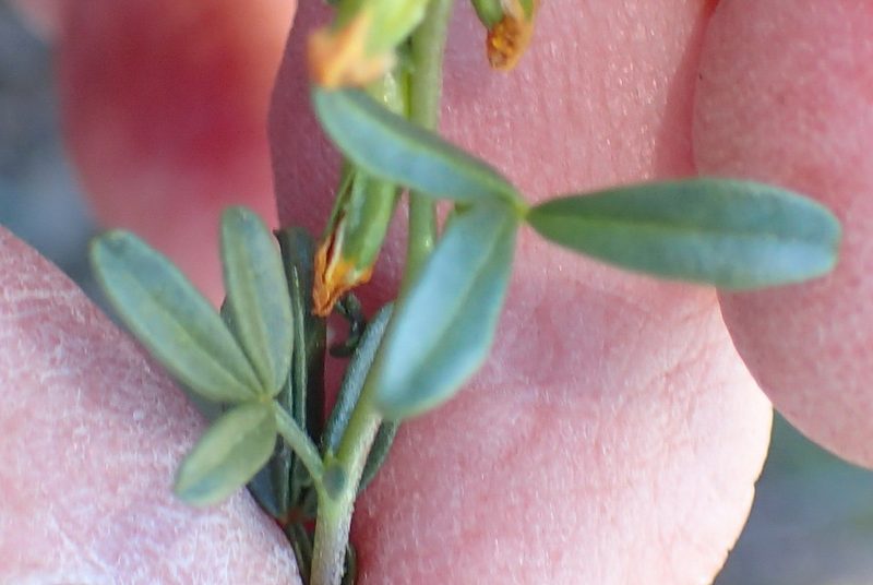Melolobium exudans, photographed by Nicola van Berkel