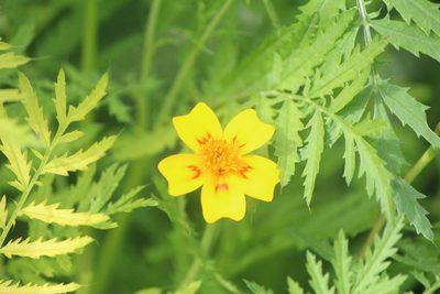 Tagetes lunulata, photographed by José Belem Hernández Díaz