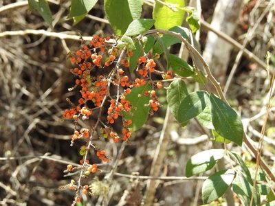 Rhus terebinthifolia, photographed by Neptalí Ramírez Marcial