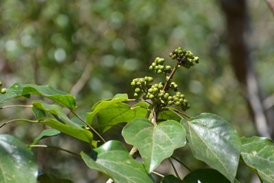 Oreopanax platyphyllus, photographed by Neptalí Ramírez Marcial