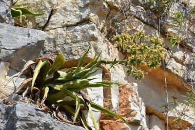 Agave kewensis, photographed by Neptalí Ramírez Marcial