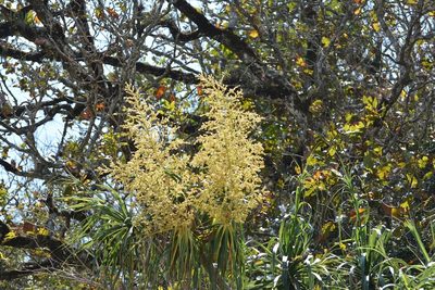 Beaucarnea goldmanii, photographed by Neptalí Ramírez Marcial