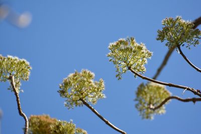 Pachythamnus crassirameus, photographed by Neptalí Ramírez Marcial