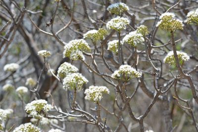 Pachythamnus crassirameus, photographed by Neptalí Ramírez Marcial