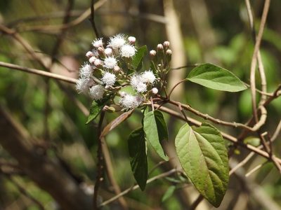Ageratina pichinchensis, photographed by Neptalí Ramírez Marcial