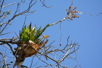Catopsis occulta, photographed by Neptalí Ramírez Marcial