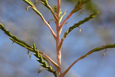 Tillandsia elusiva, photographed by Neptalí Ramírez Marcial