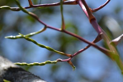 Tillandsia elusiva, photographed by Neptalí Ramírez Marcial