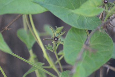 Chthamalia ojadapantha, photographed by José Belem Hernández Díaz