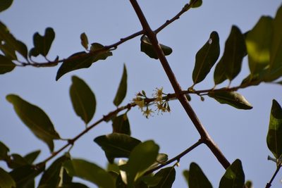 Erythroxylum mexicanum, photographed by Neptalí Ramírez Marcial