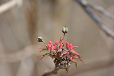 Euphorbia calcarata, photographed by Neptalí Ramírez Marcial