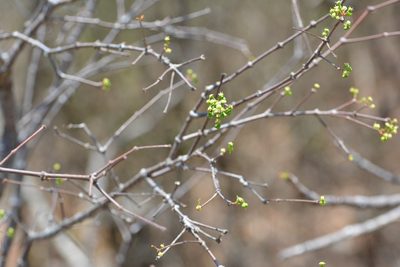 Euphorbia schlechtendalii, photographed by Neptalí Ramírez Marcial