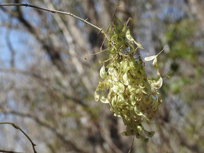 Desmodium purpusii, photographed by Neptalí Ramírez Marcial