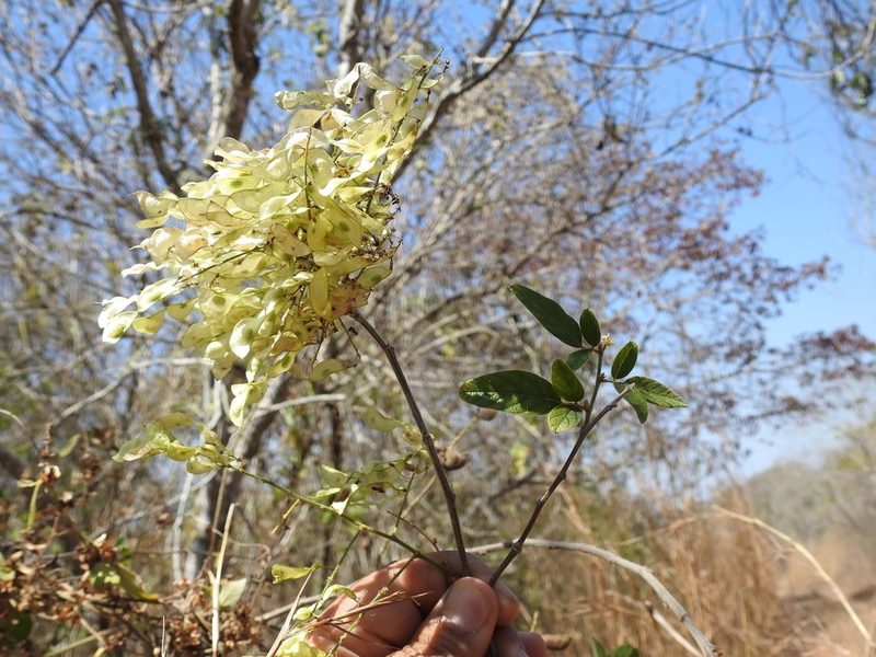 Desmodium purpusii, photographed by Neptalí Ramírez Marcial