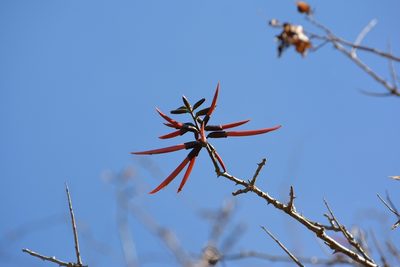 Erythrina goldmanii, photographed by Neptalí Ramírez Marcial