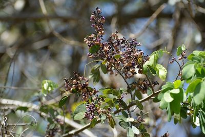 Machaerium riparium, photographed by Neptalí Ramírez Marcial