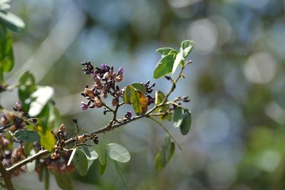 Machaerium riparium, photographed by Neptalí Ramírez Marcial