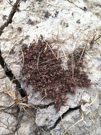 Elatine brachysperma, photographed by Sam Kieschnick