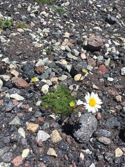 Tripleurospermum caucasicum, photographed by Maria Galkina
