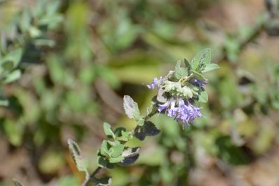 Condea tomentosa, photographed by Neptalí Ramírez Marcial