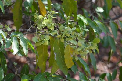 Psychopterys multiflora, photographed by Neptalí Ramírez Marcial