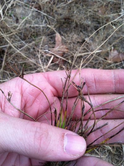 Schoenoplectiella hallii, photographed by Sam Kieschnick