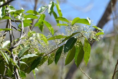 Psychopterys multiflora, photographed by Neptalí Ramírez Marcial