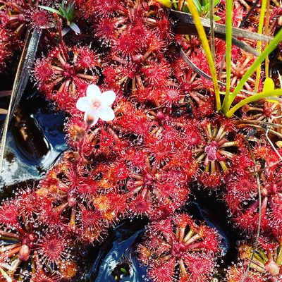 Drosera kaieteurensis, photographed by Aaron RK