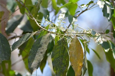 Psychopterys multiflora, photographed by Neptalí Ramírez Marcial