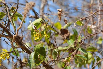 Stigmaphyllon ellipticum, photographed by Neptalí Ramírez Marcial
